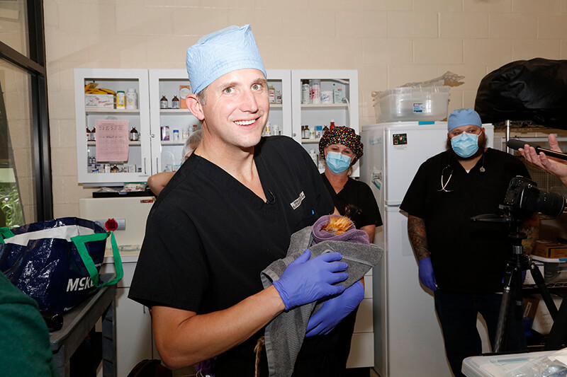 Dr. Wiley performed cataract surgery on a 1.25 lb. Golden Lion Tamarin Monkey at the Akron Zoo